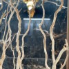 XXL SLAB CEASAR BLACK GOLD Hoogglans 120x260 ULTRA GROOT Tegel / Vloertegel Wandtegel / Woonkamer / Keuken / Badkamer Tegel