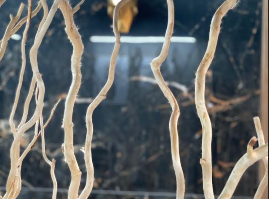 XXL SLAB CEASAR BLACK GOLD Hoogglans 120x260 ULTRA GROOT Tegel / Vloertegel Wandtegel / Woonkamer / Keuken / Badkamer Tegel