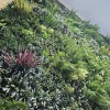 Oppio 100x100 cm - OPPIO Moss Panel Kunsthaag - DAINTREE